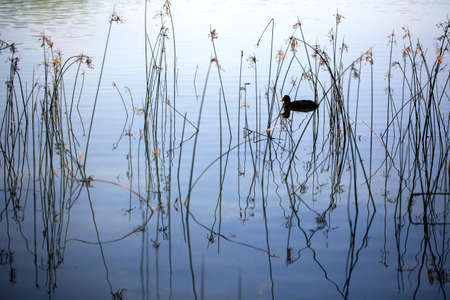 Cormorant Swimming in the lakeの写真素材