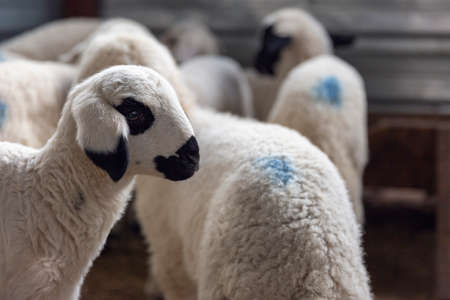 sheep and lambs in the foldの写真素材