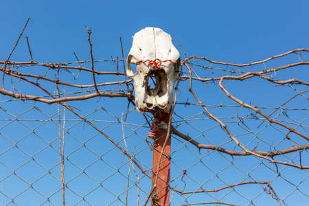 Animal Skull on Fence Postの写真素材
