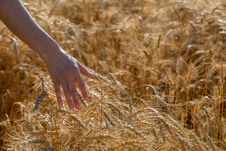Wheat field and the woman's hand holding ears of wheat in a summer dayの写真素材