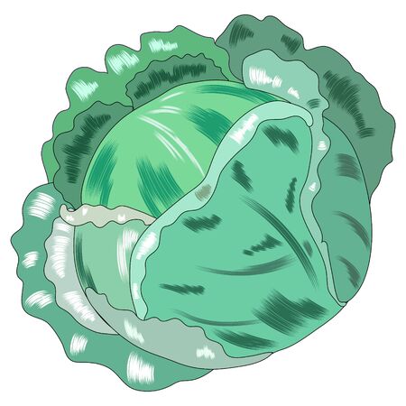 Green cabbage vegetable isolated. cabbage for farm market, vegetarian salad recipe design. illustration.の写真素材
