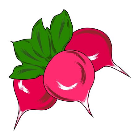 Radish fresh natural vegetable, hand drawn vector illustration isolated.の写真素材