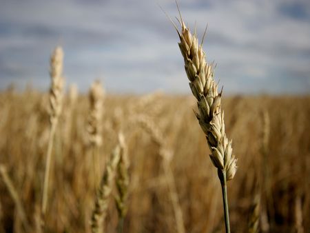 ear of rye in the field