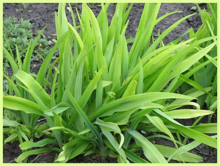 long grassの写真素材