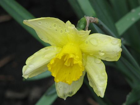 single bright yellow daffodil  flowerの写真素材