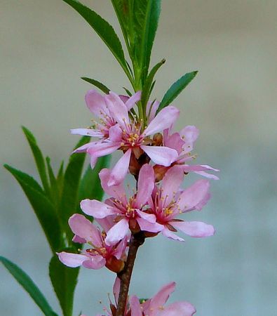 pink flowerの写真素材