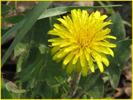 yellow dandelion の写真素材