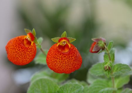 red flowersの写真素材