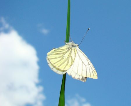SUMMER butterflyの写真素材