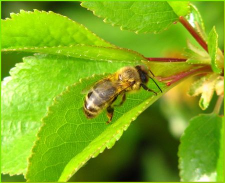 BUSY beeの写真素材