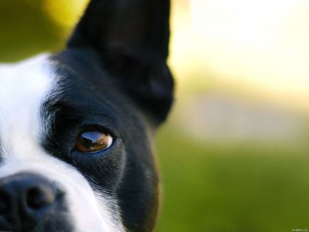 dog adorable, animal, audio, , canine, comicalの写真素材