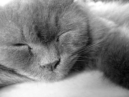 catの写真素材