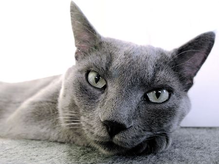 catの写真素材