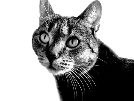 catの写真素材
