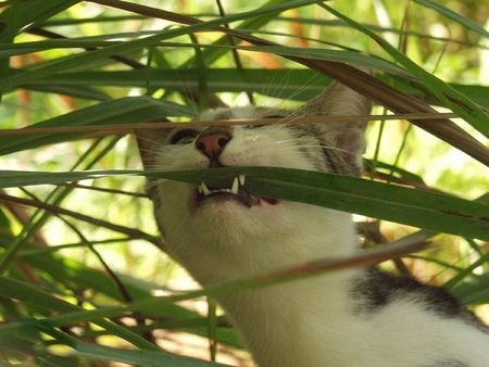 cat eating grassの写真素材