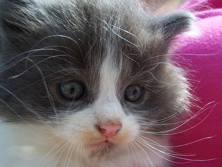 Cute little kittenの写真素材
