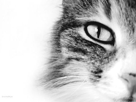 cat"s eyeの写真素材