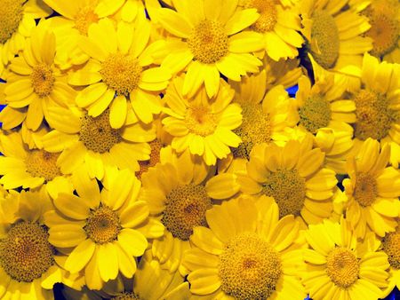 Close-up of wild flowersの写真素材