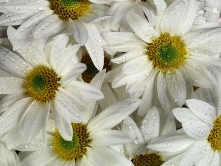Wild flowers の写真素材