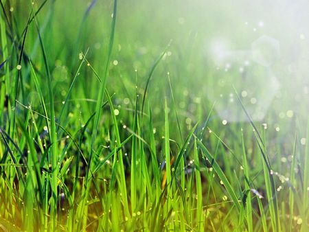 morning fresh green grass with raindropsの写真素材