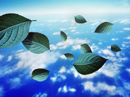 leaves on the windの写真素材