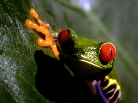 Frogs Lifeの写真素材