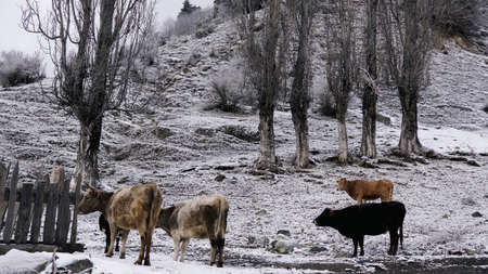 Mountains in Georgia winter 2018の写真素材