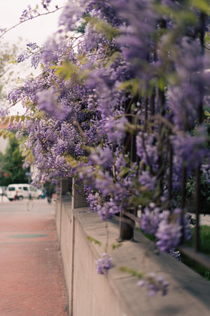 Beautiful sunset sky in ankara. street and catsの写真素材