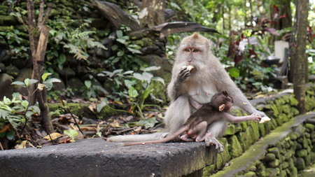 Monkeys eat bananas.の写真素材