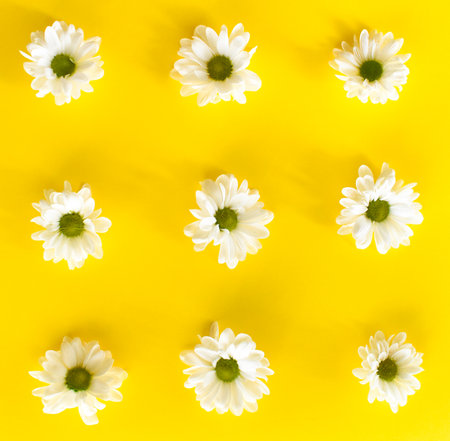 Blooming white flowers on yellow background. Creative minimal composition. Flat lay pattern.の写真素材
