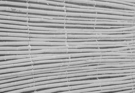 Minimal window composition. White reed. Texture.
