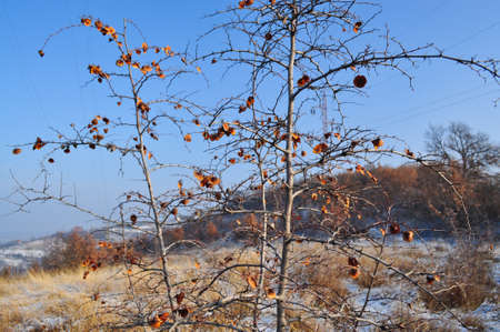 Winter scene. Frozen plants on hill. Natural background.の写真素材