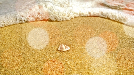 shellの写真素材