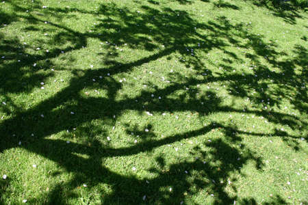 Shadow of a blooming apple treeの写真素材
