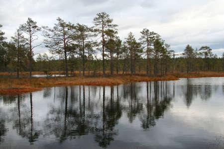 Bog lake