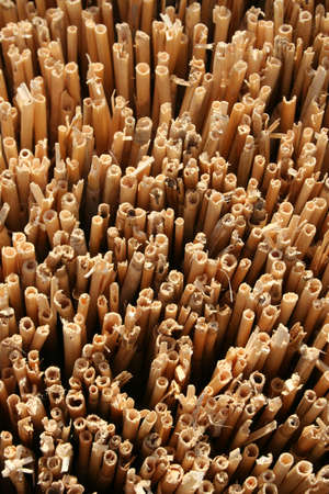 Reed backgroundの写真素材