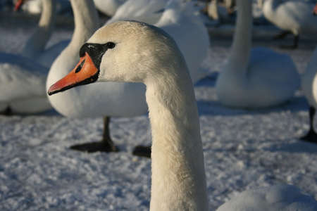 Swans portrait