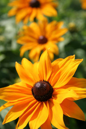 Rudbeckia flowerの写真素材