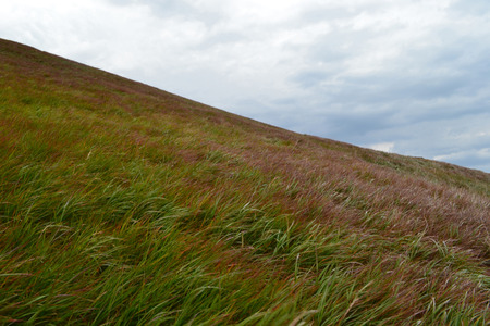 Green grass against the skyの写真素材