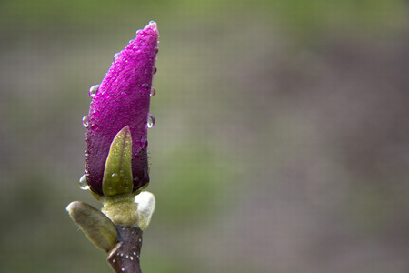 Pink magnolia bud on a tree branchの写真素材