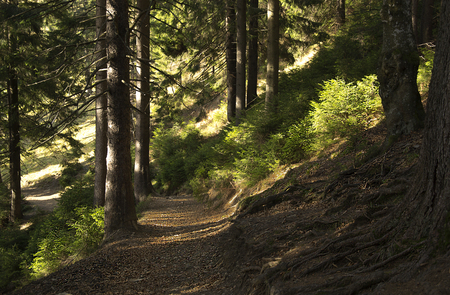 road in the green forest on a sunny day
