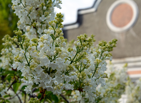 flowering branches of white lilac near the old houseの写真素材