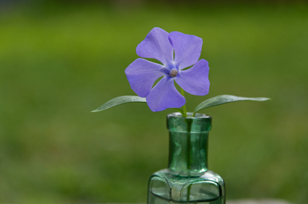 One flower cornflower in green vase on a green backgroundの写真素材