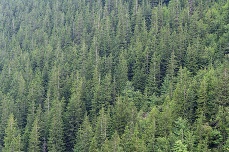 Fir forest, green background of a variety of trees