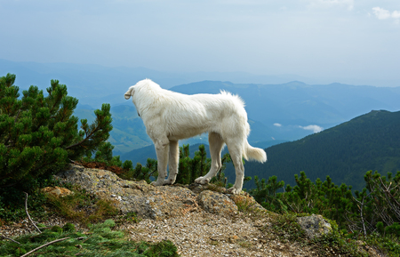 White dog on a mountain top looking down