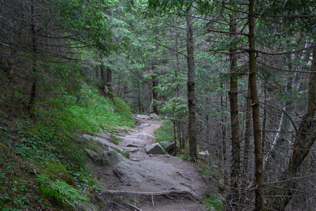 The trail with rocks in the green forest mountain