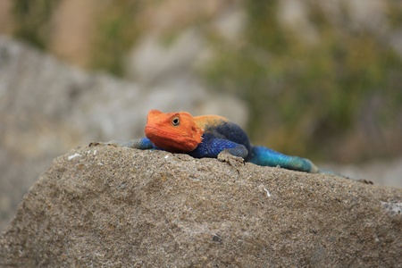 Colored lizard, blue and orange on a rock の写真素材