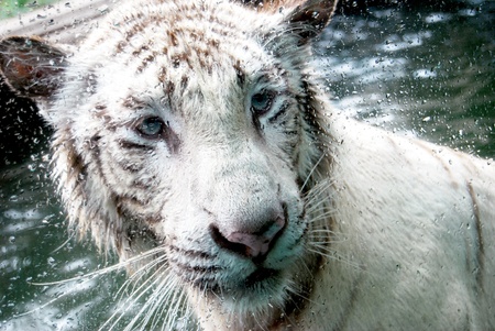 white lion in the water close up angleの写真素材