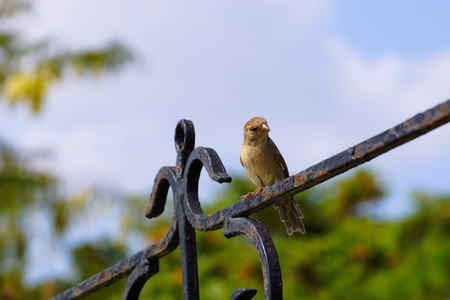 Sparrow sitting on an iron fence. against the blue sky