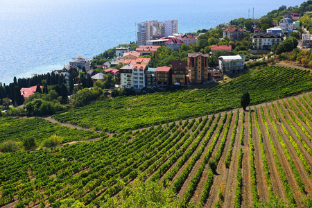 State Professor's Corner in Alushta. Vineyards. Crimea.village on the sea and the vineyards on the hillsideの写真素材
